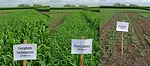 cover-crop-biomass-comparison.png