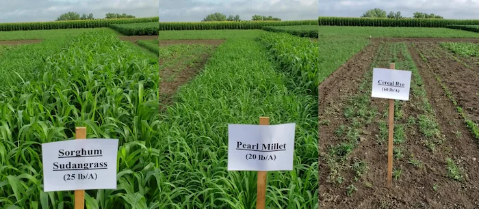 cover-crop-biomass-comparison.png