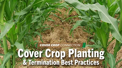Cover Crop Planting & Termination Best Practices