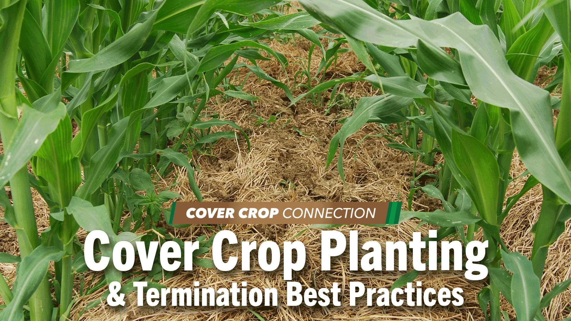 Cover crop planting  termination best practices