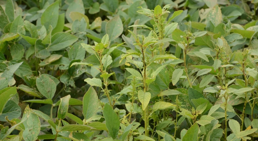 waterhemp