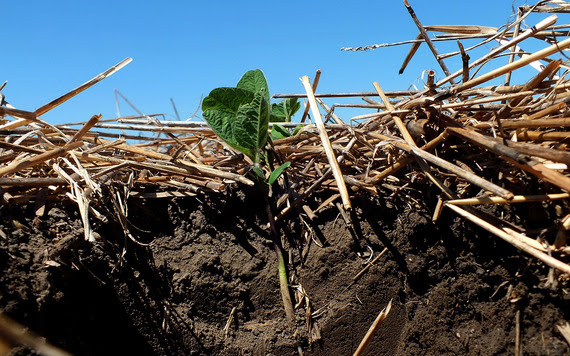 seedling
