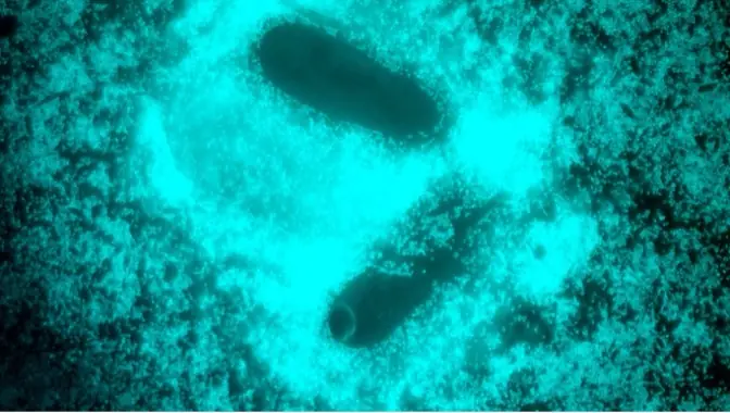 ENAI picture 1.jpg