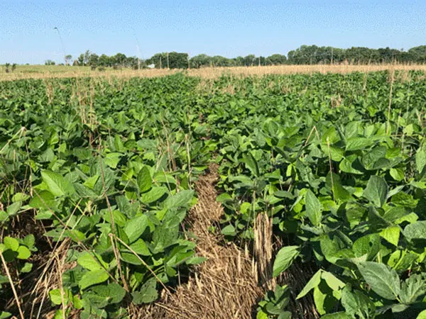 Cereal-rye-after-corn-harvest-F01.jpg