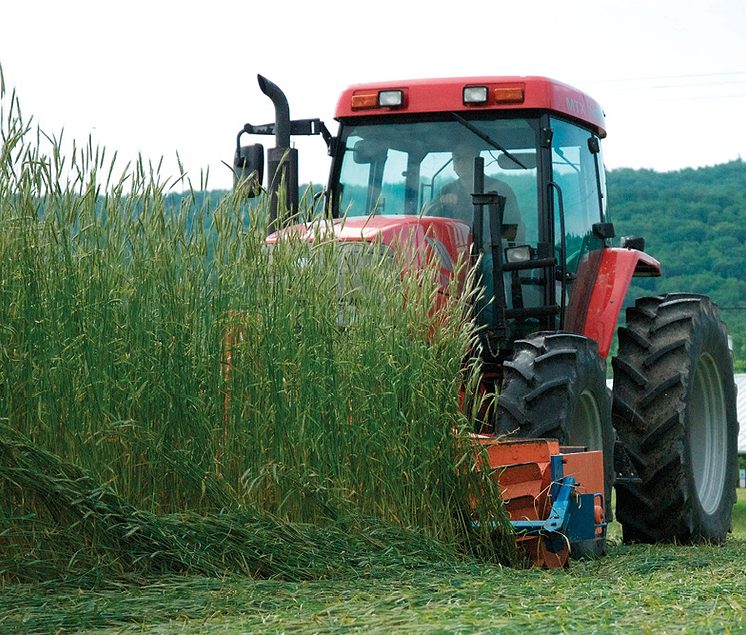 A Cover Crop Bonus: Weed Suppression