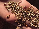 Seed Selection