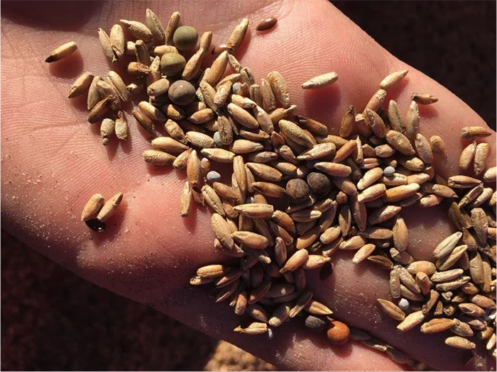 Seed Selection