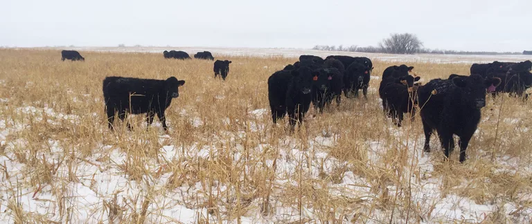 Winter_Forage.png
