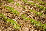 No-Till Soybeans
