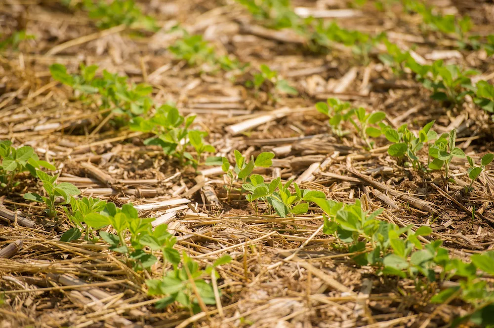No-Till Soybeans