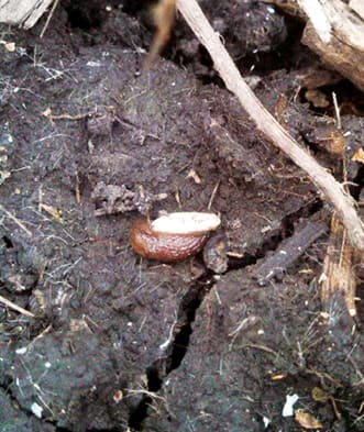 slug can cause problems with aerially seeded cover crops