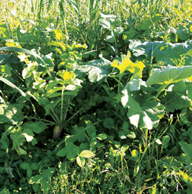 Bindl_Cover_Crops-1.jpg