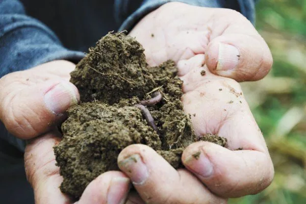 Is It Better to Till Or Not Till Soil: Expert Tips Revealed