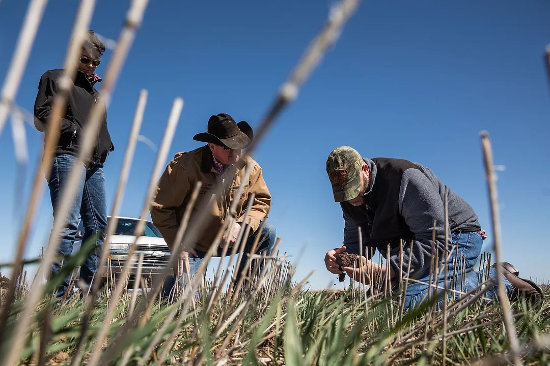 Questions to ask before seeding cover crops