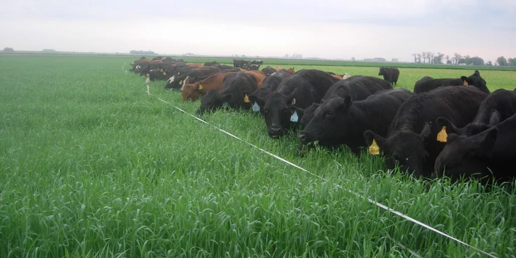 Cows grazing