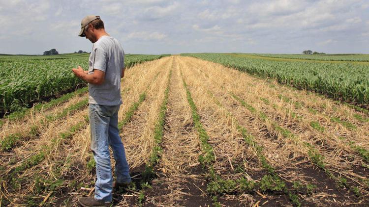 Iowa cover crops