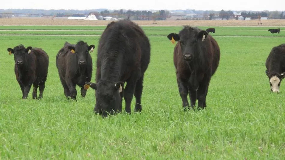 Cattle grazing