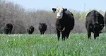 Grazing