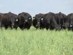 Cattle grazing covers