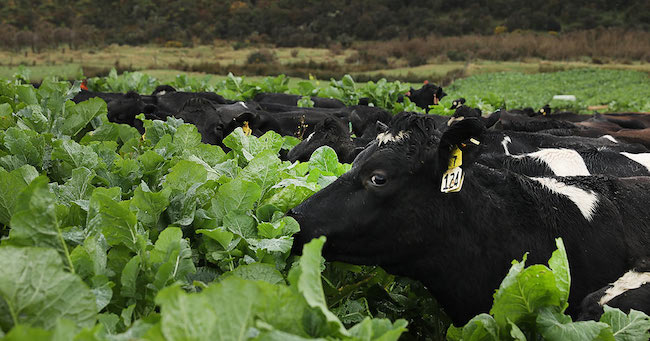 Cattle grazing cover crops