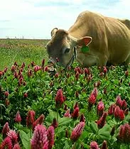Cattle feed