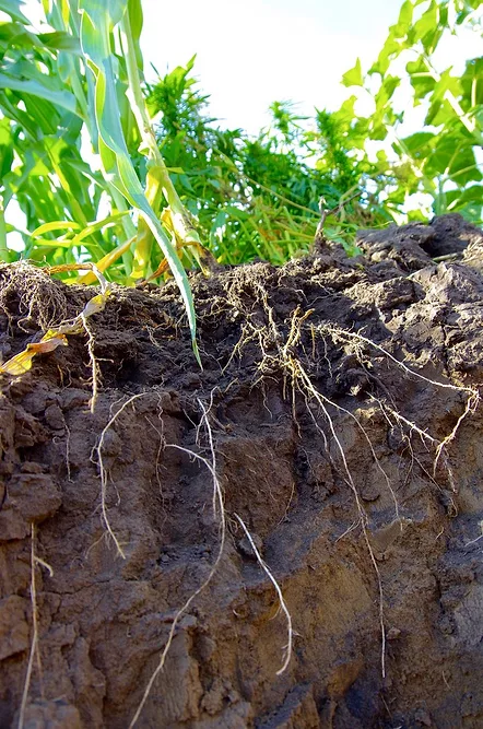 Different crops come with much different rooting zones, and soil specialists are urging farmers to keep that in mind when choosing cover crop mixes. photo: Alexis Stockford