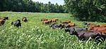 Grazing