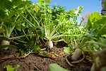 Cover crops