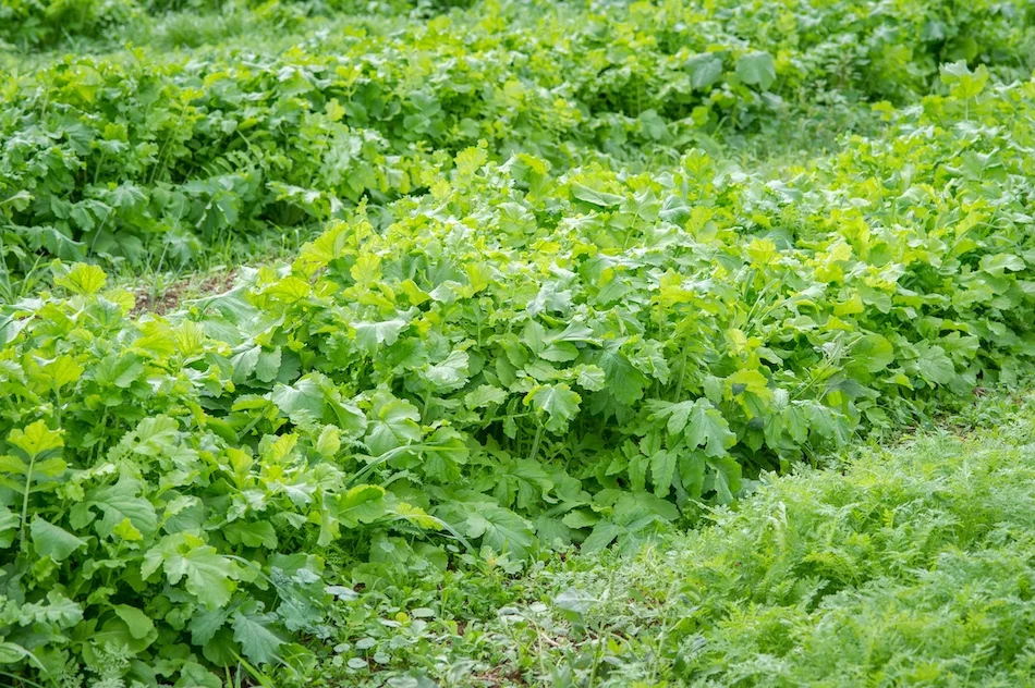 Radish