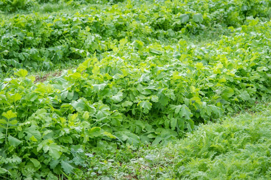 Challenges When Feeding Brassicas to Cattle 20190920