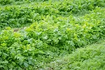 Brassicas
