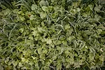 Cover crops