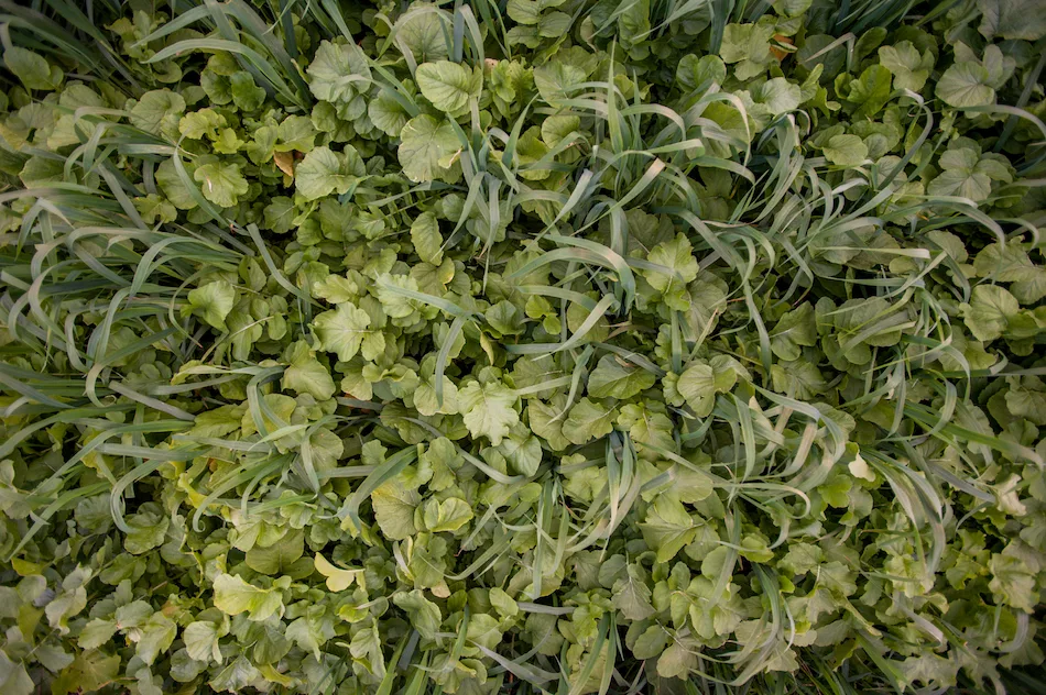 Cover crops