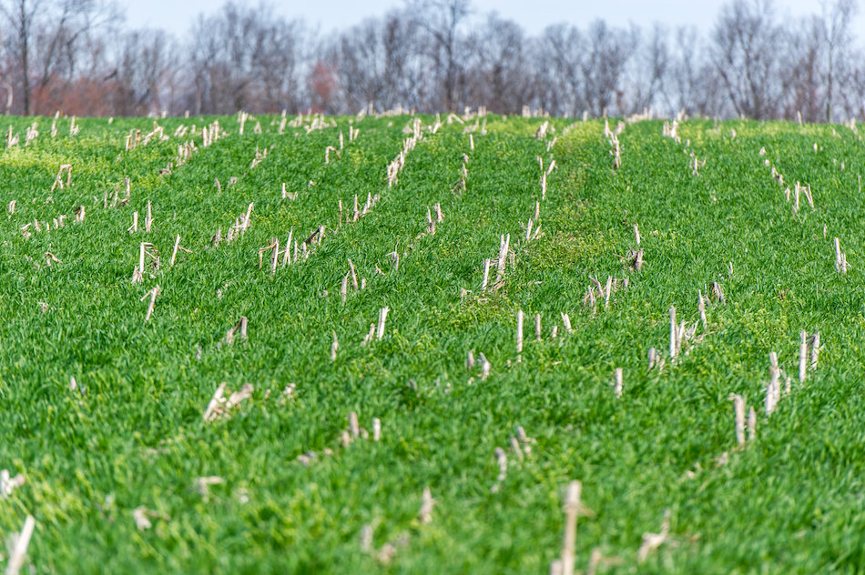 Iowa Cover Crops