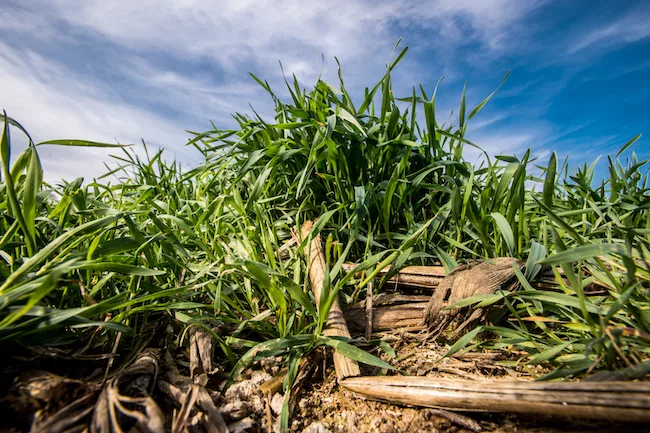 Cover crops