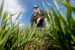 Cover crop image