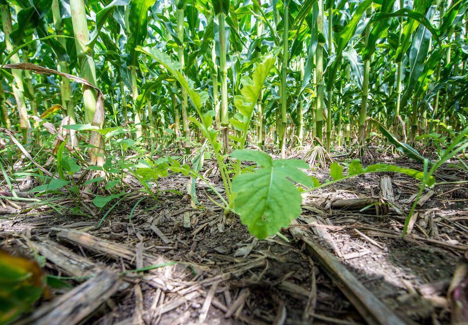 Cash crops and cover crops