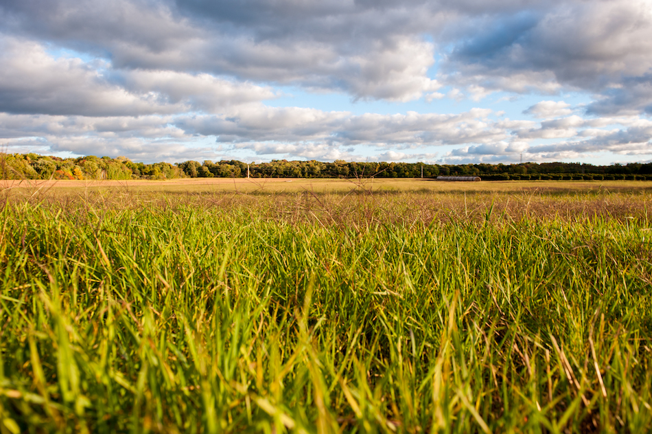 Balance Economics with Winter Cereal Grain Cover Crops 20190912