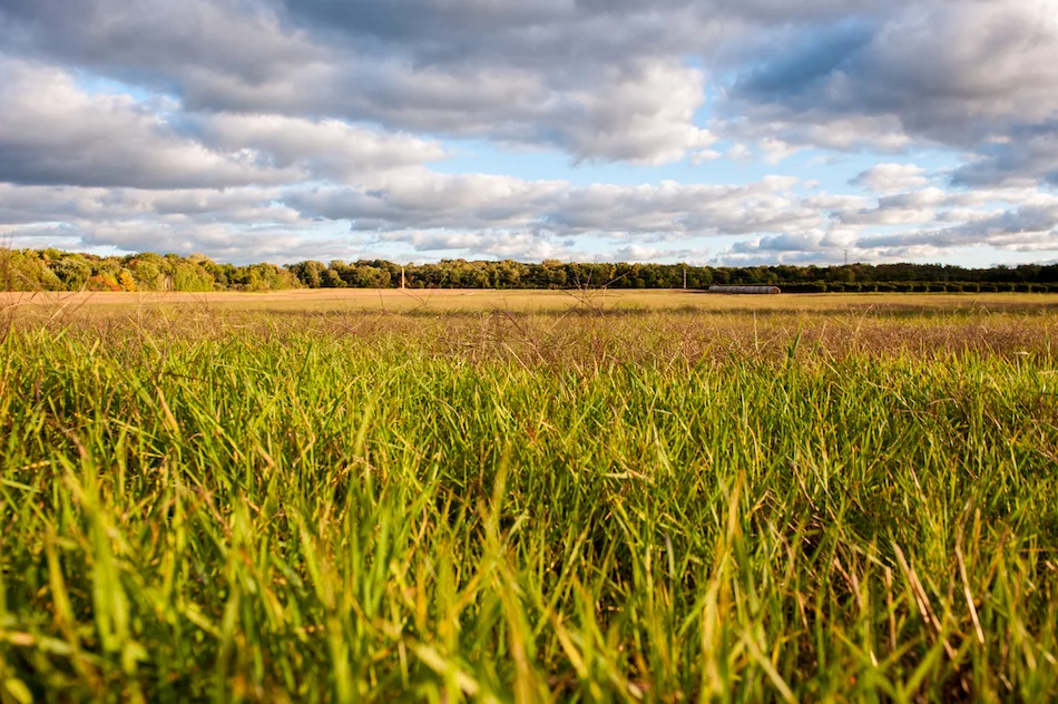 Cereal rye