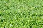 legume