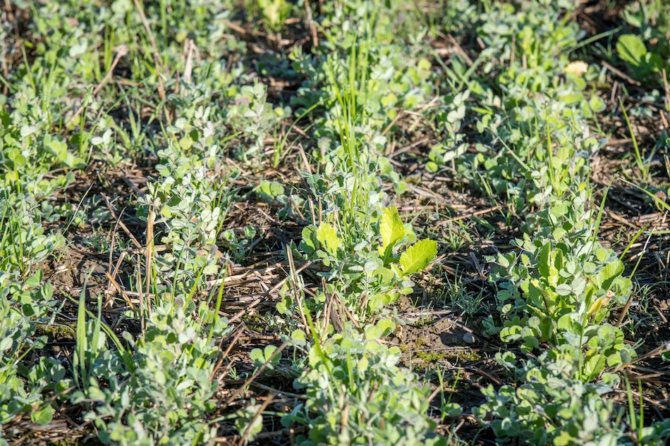 Cereal rye