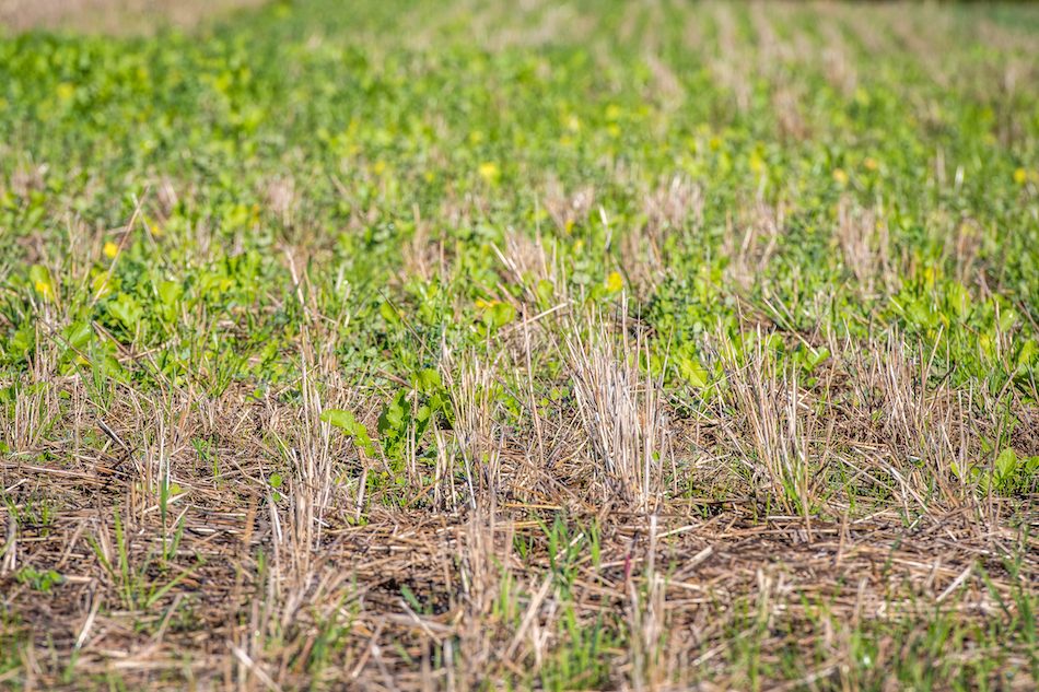 Not Too Late to Plant Cereal Rye | 2019-12-09