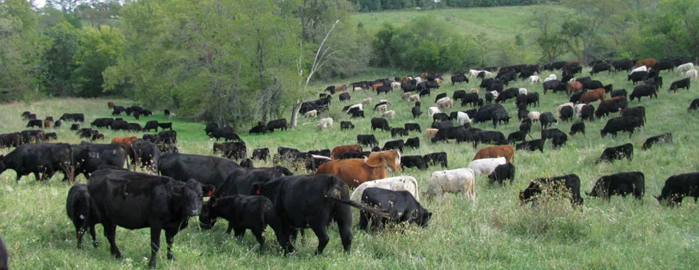 Allen-Williams-grazing.jpg