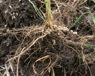 Cowpea_Nodules.jpg