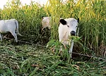 Darin-Williams-grazing.jpg