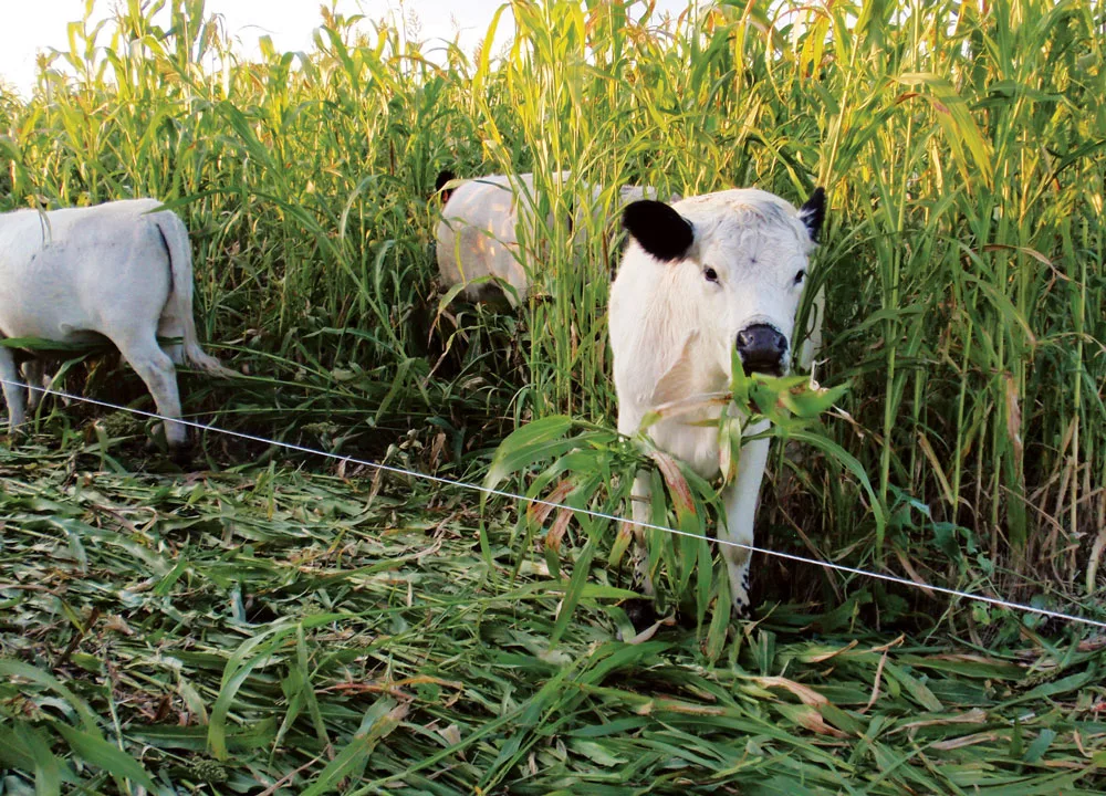 Darin-Williams-grazing.jpg