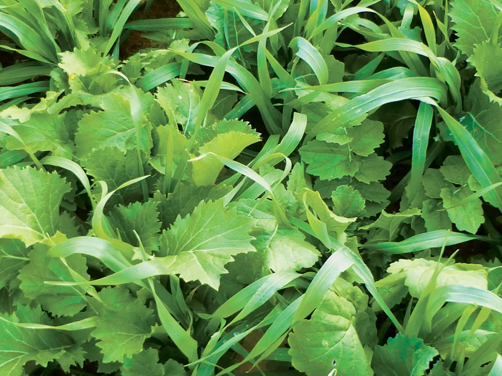 spring-barley-turnip-radish-forage-rapeseed-mix.jpg