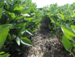 Fighting Waterhemp with Cover Crops