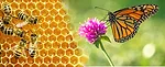 bees on honeycomb and monarch on clover