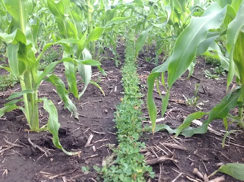 Interseeded Cover Crops